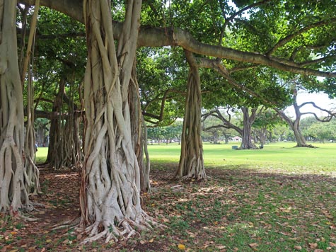 Banyan Tree