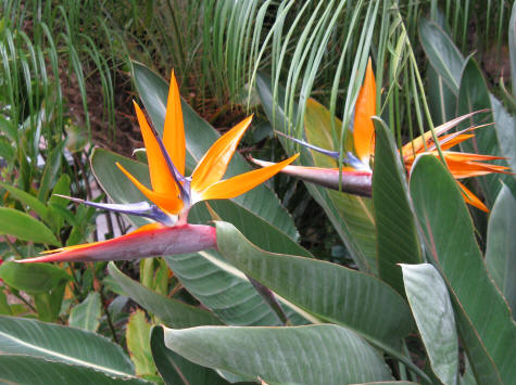Birds of Paradise in Waikiki Hawaii