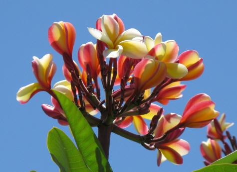 Take the time to smell the flowers in Waikiki