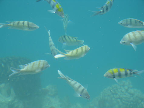 Sealife Park near Waikiki Hawaii